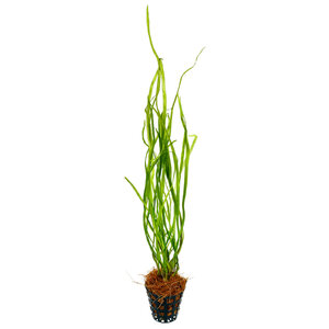 wp-Cryptocoryne-Sivadasanii-flach.jpg