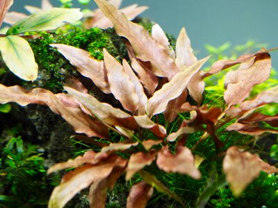 petchii pink.jpg