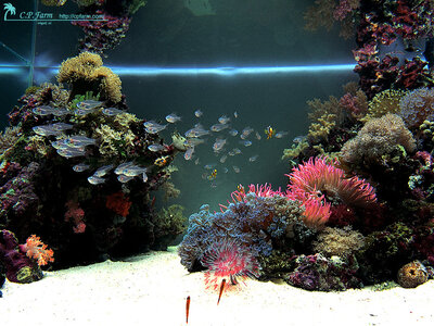 cp-farm-japanese-reef-2.jpg