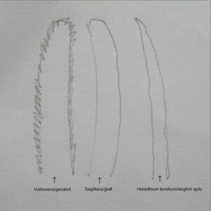 Blattschlüssel.jpg