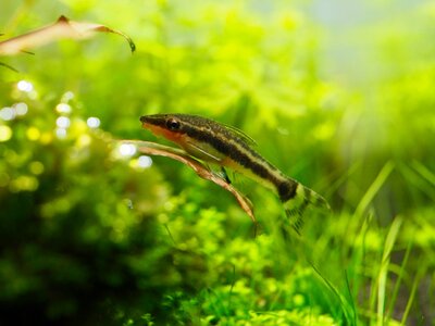 Otocinclus.jpg