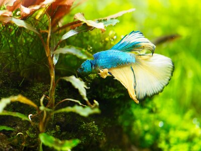Betta.jpg