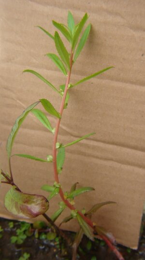 Proserpinaca palustris _ ganze Pflanze.jpg