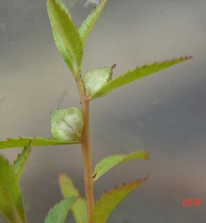 Proserpinaca palustris _ Blüten.jpg