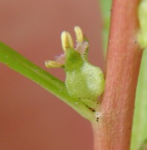 Proserpinaca palustris _ einzelne Blüte.jpg
