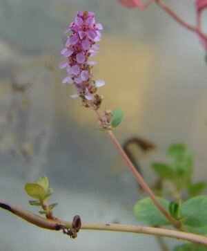 Rotala rotundifolia Blüte 2.jpg