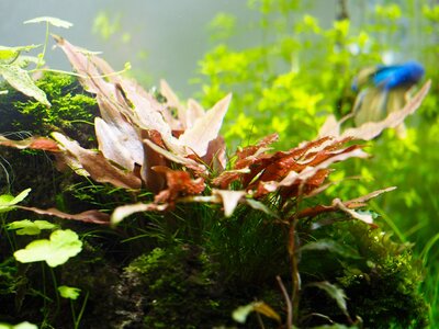 cryptocoryne.jpg