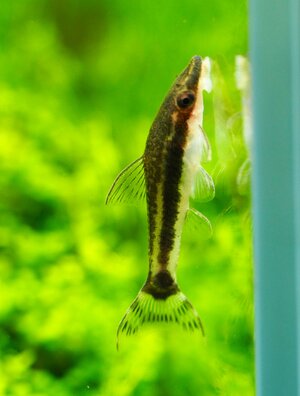 Otocinclus.jpg