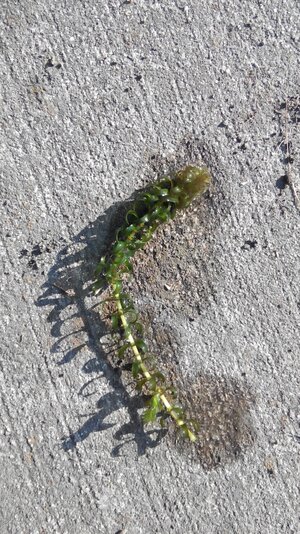 IMG_20160726_083044.jpg