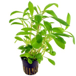 hygrophila-corymbosa-angustifolia-topf.jpg
