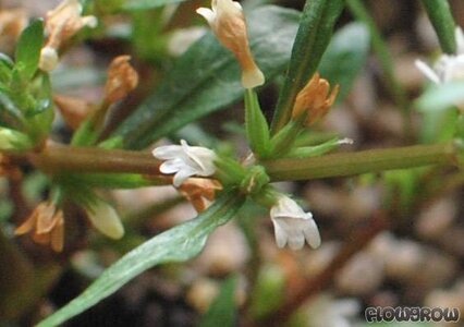 hygrophila-costata-5140dfcc3a49b.jpg