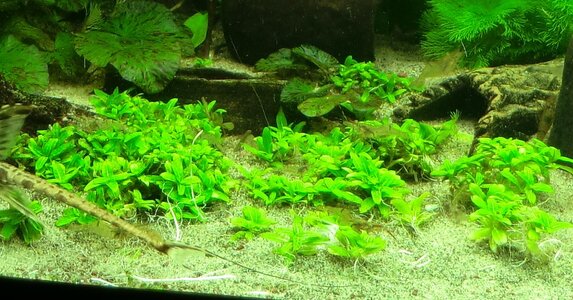 Staurogynerepens2011 001.jpg
