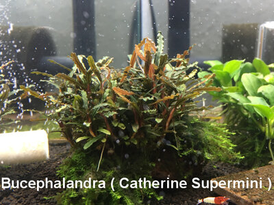 Bucephalandra Cahterine Super Mini.JPG