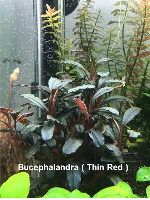 Bucephalandra Thin Red.JPG