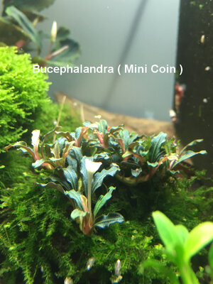 Bucephalandra Mini Coin.JPG