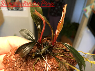 Bucephalandra Paris 16.11.2016.JPG