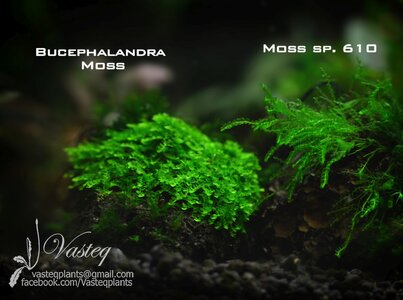 buce moss flow.jpg