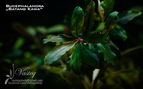 DSC_0393 flowg.jpg