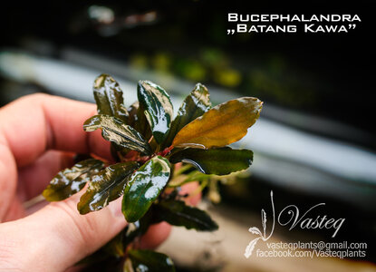 Bucephalandra sp. Batang Kawa | Flowgrow