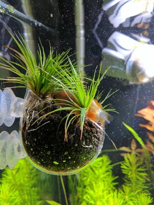 IMG_20170426_195434.jpg