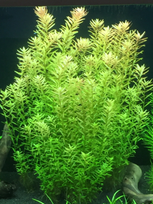 rotala.png