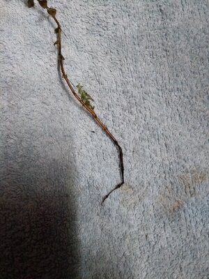 IMG_20171203_201024350.jpg