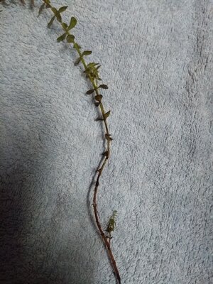 IMG_20171203_201031813.jpg
