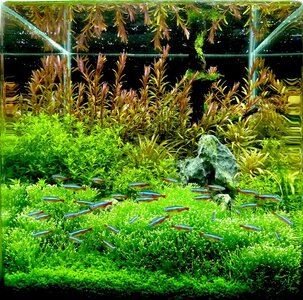 aquascape_2010_2_14__22_16__P1000312.JPG.jpeg