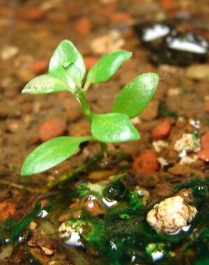 k Ludwigia palustris klein 13_06_2010 (3).jpg