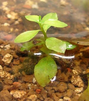 k Ludwigia ovalis DSC04273.jpg