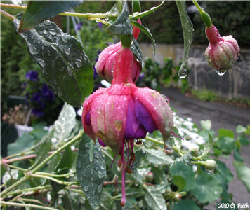 flower_2.jpg