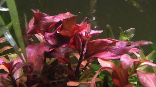 Ludwigia Repens Rubin.JPG