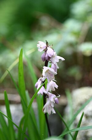 Ophiopogon Blüte.jpg