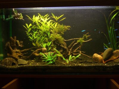 1 Aquarium mit Mooooosecke x) 005.jpg