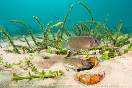 shell-dweller-1.jpg