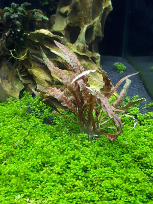 Cryptocoryne albida brown.jpg