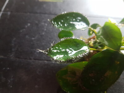 20180304_164726.jpg
