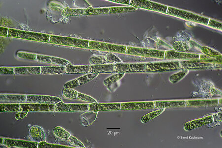 Audouinella_sp_DB.jpg