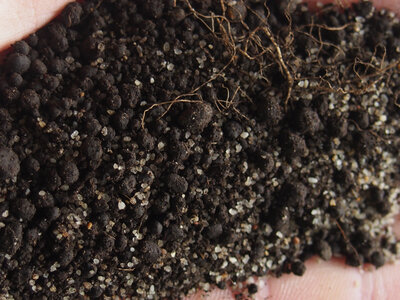 d.soil.1.jpg