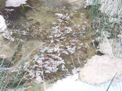 potamogeton.wadi-shab.1.jpg