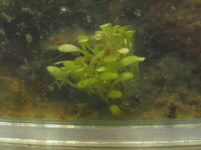 utricularia.calycifida.gran.sub.1.jpg