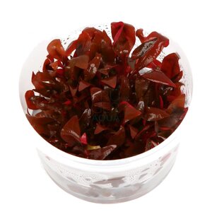 alternanthera-reineckii-mini-1-2-grow.jpg