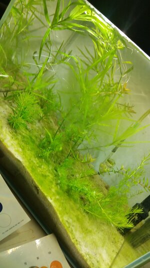 20180709_195611[1].jpg