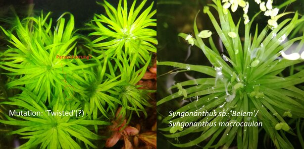 Syngonanthus mutation.jpg