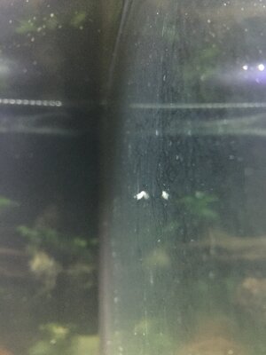 2BA3E7D8-E3DB-4366-BE57-BAAB25142D38.jpeg