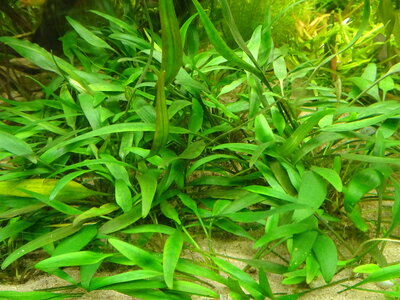 Cryptocoryne.JPG