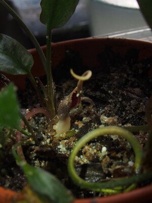 c.pygmaea.dennerle.24.11.18.jpg