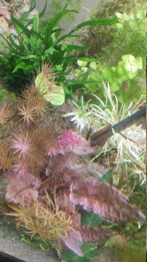 IMG-20181129-WA0027.jpeg
