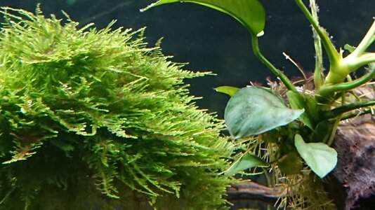 Aquarium Spiky Moos + Anubia Jän.19.jpg