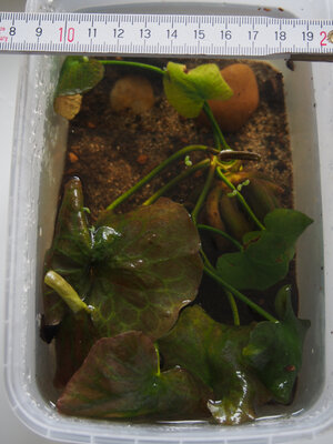 nymphoides.aquatica.26.01.19.jpg